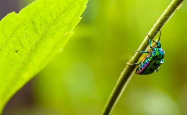 nanossensores-deteccao-pesticidas-agua.jpg