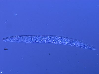 Nematoides - Crédito: Diouneia Lisiane