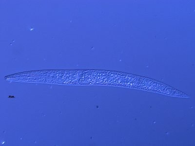 Nematoides - Crédito: Diouneia Lisiane