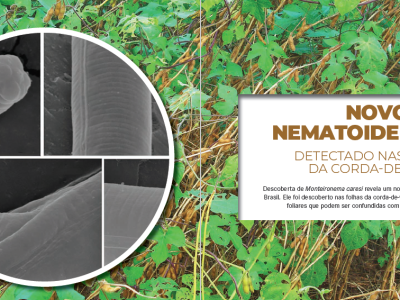nematoide foliar