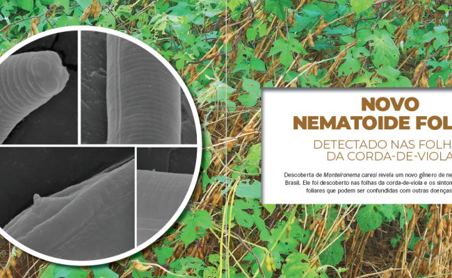 nematoide foliar