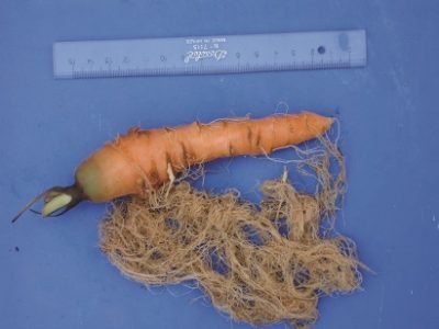 nematoide1