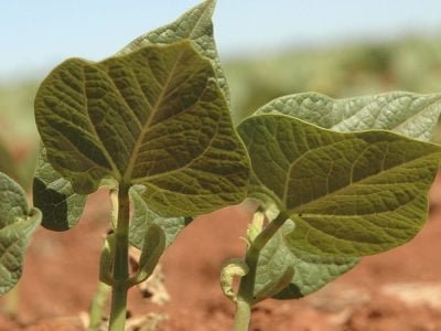 Feijão - Crédito Luize Hess