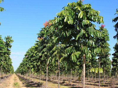 Madeiras nobres - Crédito: IB Florestas