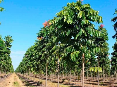 Madeiras nobres - Crédito: IB Florestas