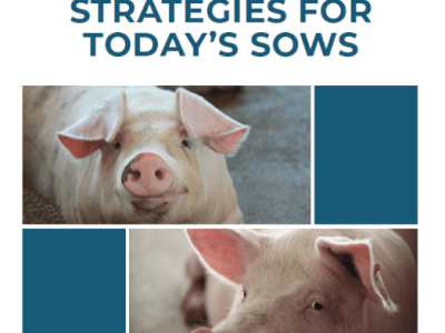 novus-novo-livro-oferece-insights-sobre-as-matrizes-suinas-atuais-foto-divulgacao