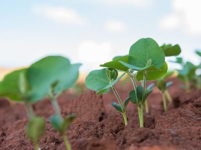 Créditos: shurtterstock