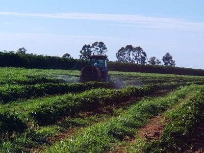 Adubação - Fotos: Alisson Campos