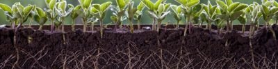 Fresh,Green,Soybean,Plants,With,Roots
