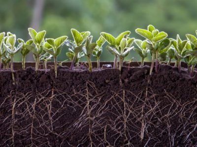 Fresh,Green,Soybean,Plants,With,Roots