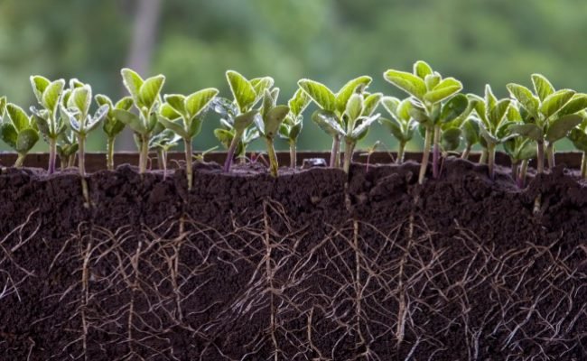 Fresh,Green,Soybean,Plants,With,Roots