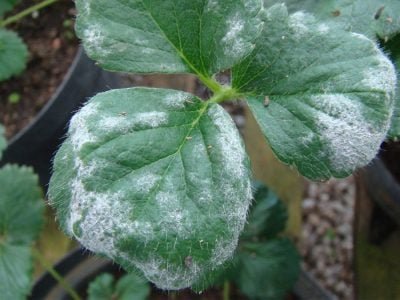 Folha de morango - Crédito: Hélcio Costa