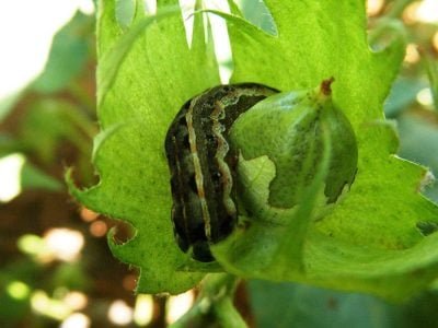 Lagarta - Crédito: Cecília Czepak