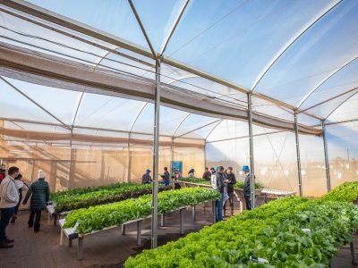 open-field-day-2025-agristar-colheita-mecanizada-cebolas