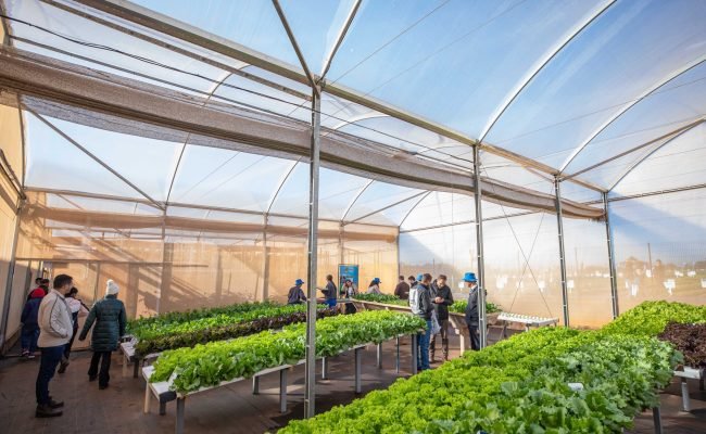 open-field-day-2025-agristar-colheita-mecanizada-cebolas