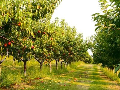 Pêssego - Fotos: Shutterstock