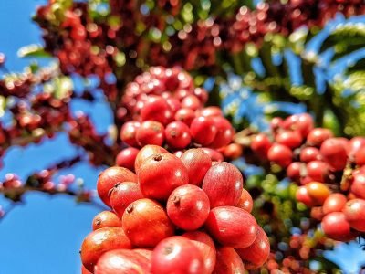 painel-cafe-em-numeros-cafeicultura-brasileira