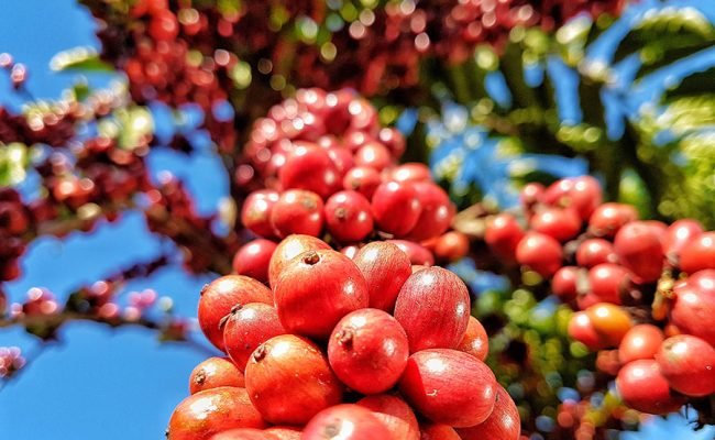 painel-cafe-em-numeros-cafeicultura-brasileira