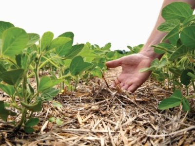An innovative method of growing grain wheat, soybeans, corn. Hand men on the background field. Humus in the field with plants. A man checks the soil fertility and humus. Soil protection from sunlight.
