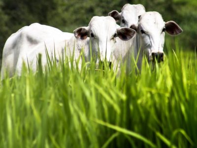 pastagem-2 (Pequeno)