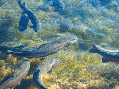 Piscicultura - Crédito: internet