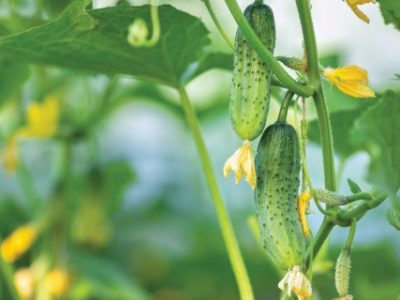young cucumbers with yellow flowers growing on a branch in greenhouse