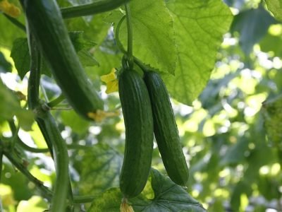 Pepino - Fotos: Shutterstock