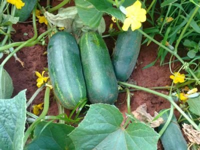 Pepino - Crédito Agristar