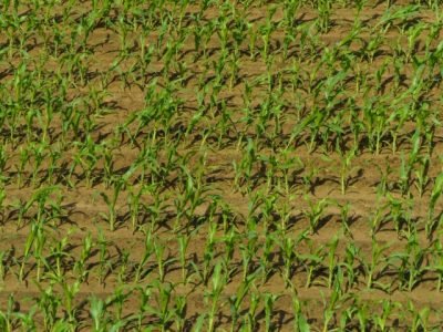 pexels-a-p-363022294-15211721 (Pequeno)