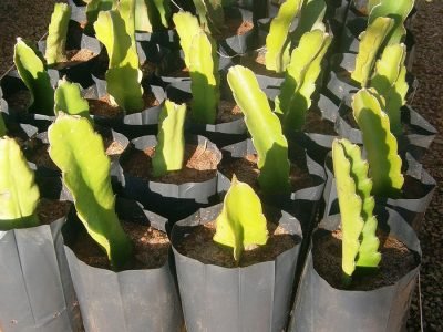 Mudas de pitaia - Crédito: Ellison Oliveira