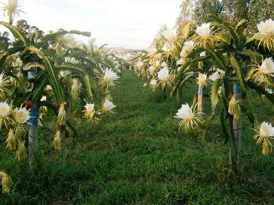 Cultivo de Pitaia - Crédito: Ellison Oliveira