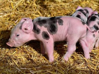 piglet-gd4486475f_640 (Telefone)