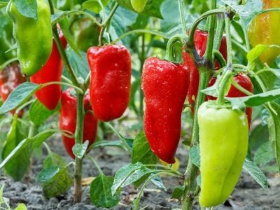 Pimentão - Crédito: Shutterstock