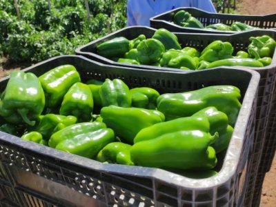Pimentão Cascadura híbrido Raquel, da Topseed Premium
Agristar do Brasil