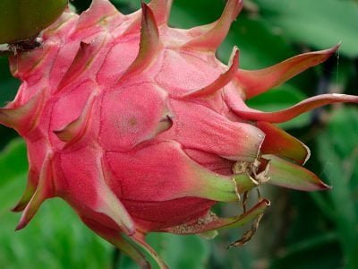 Pitaia - Crédito: Pixabay