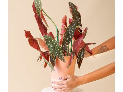 Planta - Foto: Divulgação