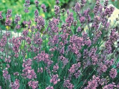 Horta com hortaliças típicas do inverno sob clima ameno
