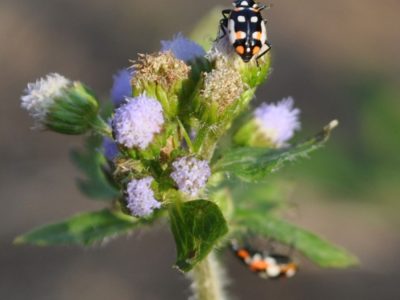 O manejo das plantas espontâneas promove o controle biológico das pragas - Crédito: Juliana Martinez