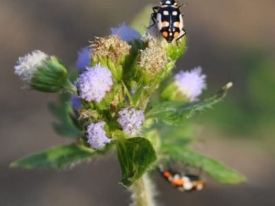 O manejo das plantas espontâneas promove o controle biológico das pragas - Crédito: Juliana Martinez