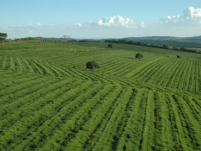 plantação-arroz1