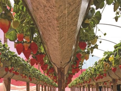 plantacao-de-morango