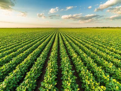 Plantação de soja - foto: divulgação