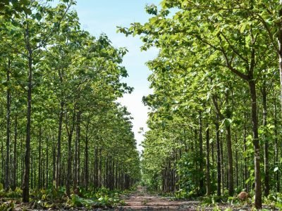 Plantação teca - crédito TRC Agroflorestal ltda