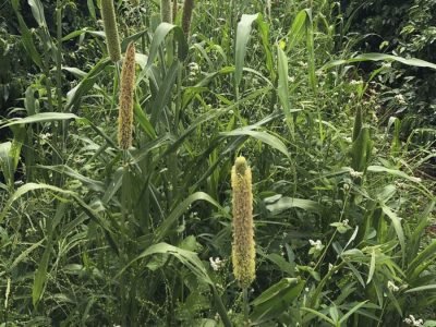 Plantas de cobertura no café - Foto: Divulgação