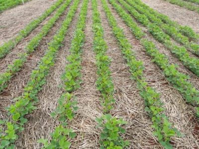 Plantio de soja com espaçamento recomendado - Crédito Alvadi Babinot Jr