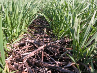 Sistema Plantio Direto
Foto: Paulo Kurtz/Embrapa