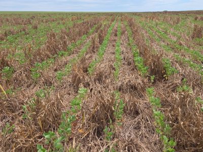 Fonte: José Antônio Fontoura Colagiovanni – Paranaiba – MS