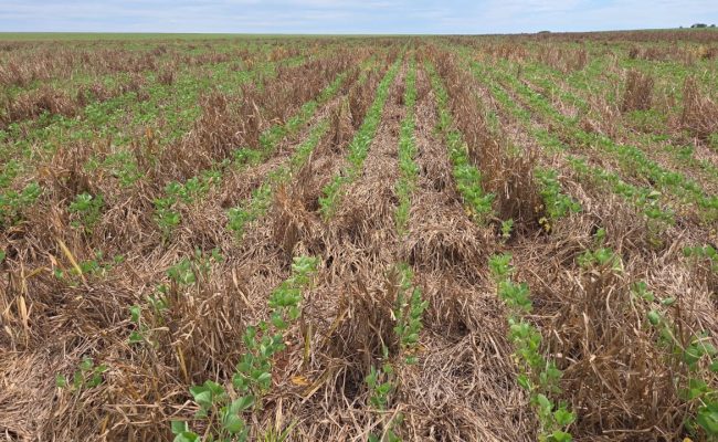 Fonte: José Antônio Fontoura Colagiovanni – Paranaiba – MS