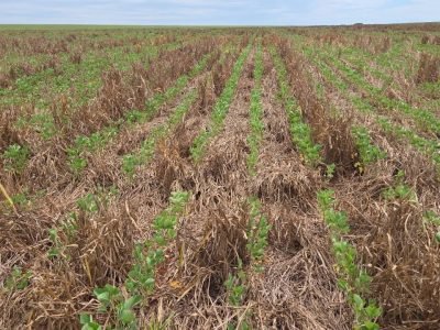 Fonte: José Antônio Fontoura Colagiovanni – Paranaiba – MS