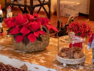 poinsetia
Divulgação